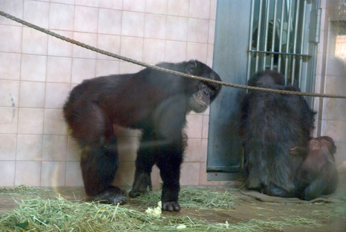 4月アートルーム：「春の動物園」