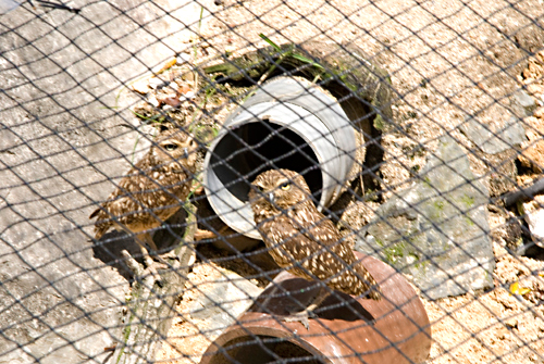 4月アートルーム：「春の動物園」