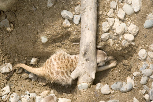 4月アートルーム：「春の動物園」