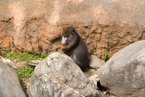 4月アートルーム：「春の動物園」