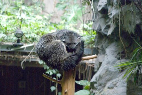 4月アートルーム：「春の動物園」